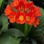 1 seeds Medium Flower Real Bowl clivia pots Bonsai Garden Blooming Plants