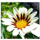 100 seeds Gazania Bonsai Multicolor Mixed Plant Beautiful Gazania Flower Garden