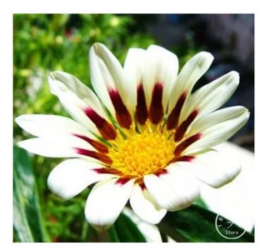 100 seeds Gazania Bonsai Multicolor Mixed Plant Beautiful Gazania Flower Garden