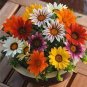 100 seeds Gazania Bonsai Multicolor Mixed Plant Beautiful Gazania Flower Garden