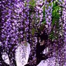 10 seeds Wisteria Wisteria Vine saplings Bonsai Upscale Vegetable Garden Plants