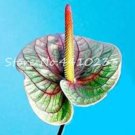 100 seeds Anthurium Andraeanu Bonsai Plants Balcony Potted Anthurium Bonsai