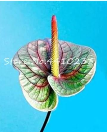 100 seeds Anthurium Andraeanu Bonsai Plants Balcony Potted Anthurium Bonsai