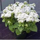 100 seeds ageeratum Conyzoides Bonsai Rare Beautiful Flower Bonsai Home Garden