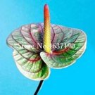 100 seeds Rare Flower Plant Anthurium Bonsai Balcony Potted Plant