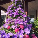 100 seeds  Climbing Clematis Seeds - Mixed White Blue Sunset White Colorful Flowers