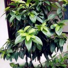 10 seeds Cinnamomum Kotoense Seeds Foliage Plants