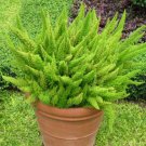 100 seeds  Garden Foxtail Fern Bonsai Seeds - Green Color