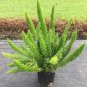 100 seeds Garden Foxtail Fern Bonsai Seeds - Green Color