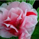 100 seeds Garden Dwarf Balsam Pretty Double Impatiens Flower