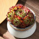 100 seeds Sempervivum Hybridum Seeds Hen and Chicks Hardy Perennial Succulent