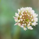 500 seeds Trifolium repens Seeds White Clover Hokkaido