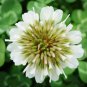 500 seeds Trifolium repens Seeds White Clover Hokkaido