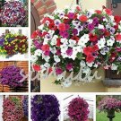 200 seeds Many Color Hanging Petunia Bonsai