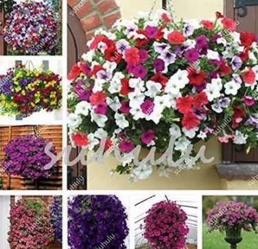 200 seeds Many Color Hanging Petunia Bonsai