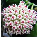 100 seeds Flower Bonsai Hoya Kerrii Bonsai (December Orchid) Family Bonsai Garden