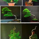 100 seeds Colorful Japanese Juniper Mixed Seeds