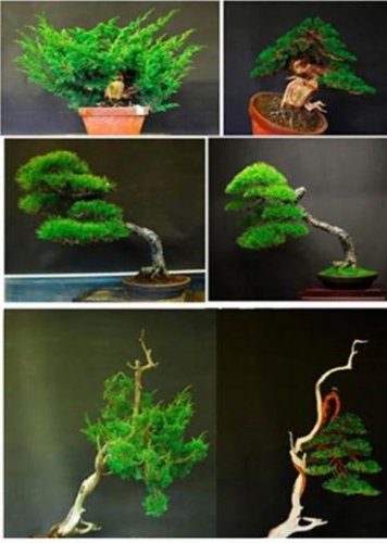 100 seeds Colorful Japanese Juniper Mixed Seeds