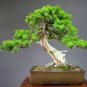 100 seeds Colorful Japanese Juniper Mixed Seeds