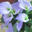 100 seeds Anthurium Seeds