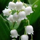 10 seeds  Lily of The Valley Flowers Seeds