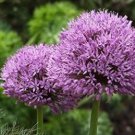 100 seeds Giant Allium Giganteum Seeds - 2 Colors Available