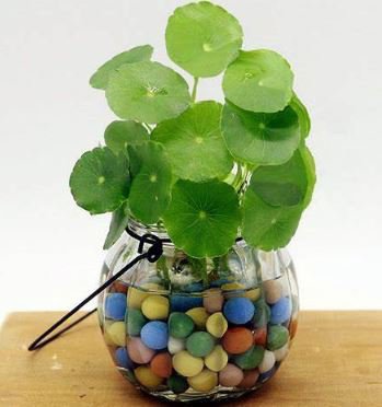 100 seeds Hydrocotyle Vulgaris Seeds