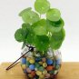 100 seeds Hydrocotyle Vulgaris Seeds