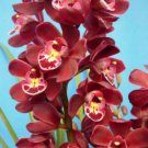 100 seeds Cymbidium Floribundum Orchid Seeds - Purplish Red Flowers