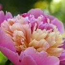 10 seeds Chinese Rare and Precious Species of Blue Peony Flower Bonsai