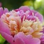 10 seeds Chinese Rare and Precious Species of Blue Peony Flower Bonsai