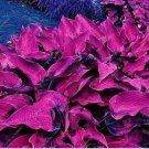 100 seeds Mixed Hosta Bonsai Jardin Perennials Lily Flower Pot Bonsai White Lace