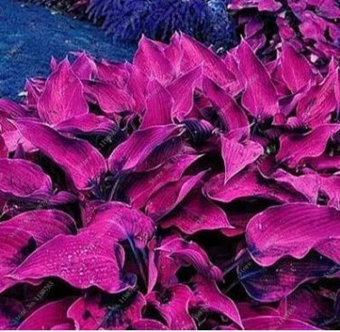 100 seeds Mixed Hosta Bonsai Jardin Perennials Lily Flower Pot Bonsai White Lace