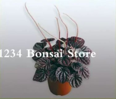 100 seeds Succulent seedlings Rare Chinese Peperomia Tetraphylla Bonsai