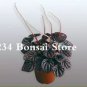 100 seeds Succulent seedlings Rare Chinese Peperomia Tetraphylla Bonsai