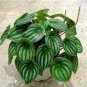 100 seeds Succulent seedlings Rare Chinese Peperomia Tetraphylla Bonsai