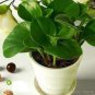 100 seeds Succulent seedlings Rare Chinese Peperomia Tetraphylla Bonsai