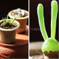 10 seeds Fleshy bonsais Pitt Aura Bunnies Monilaria moniliformis
