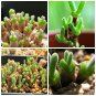 10 seeds Fleshy bonsais Pitt Aura Bunnies Monilaria moniliformis