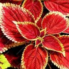 100 seeds Chinese Rare Original Natural Organic Red Coleus Bonsai Beautiful Blumei