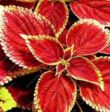 100 seeds Chinese Rare Original Natural Organic Red Coleus Bonsai Beautiful Blumei
