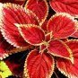 100 seeds Chinese Rare Original Natural Organic Red Coleus Bonsai Beautiful Blumei