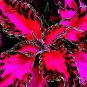 100 seeds Chinese Rare Original Natural Organic Red Coleus Bonsai Beautiful Blumei