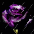 100 seeds Osiria Rose Gorgeous Flower,Abracadabra Rose Lover Rose Seed Planting