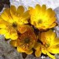 50 seeds Adonis Aestivalis Bonsai Rare Flower Bonsai Potted Bonsai