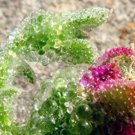 100 seeds Heirloom Interesting Mesembryanthemum Crystallinum Succulent Plant