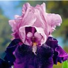 100 seeds Bonsai Iris Flower Plants Flores para jardim Semenata of Flowers Perennial