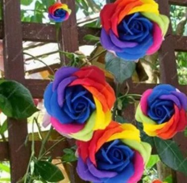 200 seeds Climbing Rose Seeds Rainbow Color