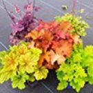 100 seeds Rare Imported Bonsai Heuchera Bonsai Coral Flower