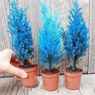 50 seeds Mini Bule Italian Cypress Tree Plants Popular Bonsai Plants